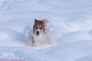 A young dog running towards the camera through snow