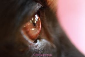 The eye of a dog from a profile view close up