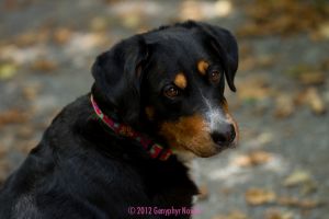 Portrait of a black dog with brown eyebrows