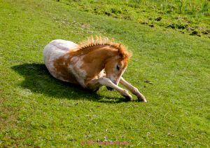 Colt in the grass