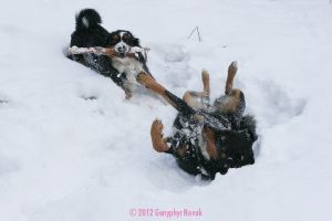 Kobi and Kayla, two dogs playing in the snow