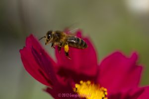 Bee and pollen