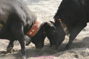 Bataille des Reines - Alpine Fighting Cows