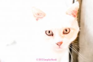 Gandalf the cat - white cat with white background and eyes stand out