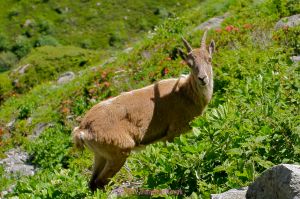 Ibex in the Vallon de B