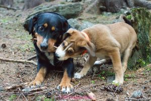 Grace and Kayla dogs playing