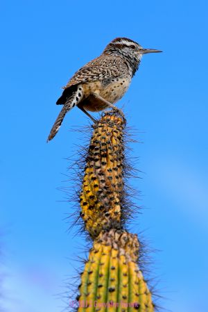 Sonoran Desert Bird