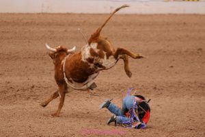 Tucson Rodeo cowboy fall off bull