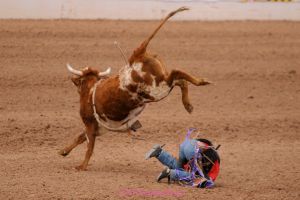 Tucson Rodeo cowboy fall off bull
