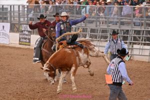Tucson Rodeo cowboy on bronco