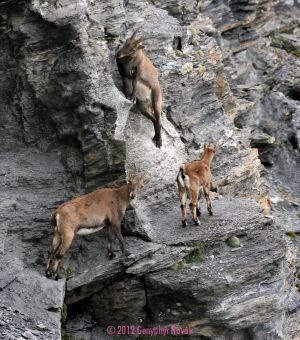 Ibex near Mont Buet